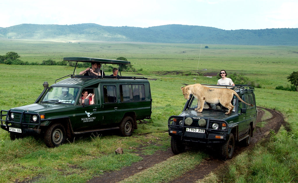 Ngorongoro Lwica auto lew, safari, Tanzania, lew